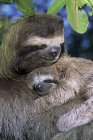 Preguiça de três dedos carregando animais jovens em manguezal no Panamá — Fotografia de Stock
