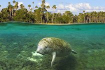 Флоридский ламантин в воде реки Кристал, Флорида, США — стоковое фото