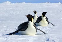 Kaiserpinguine liegen und rodeln auf Eis auf schneebedeckter Insel, antarktischer Halbinsel — Stockfoto