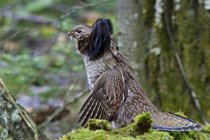 Ruffed grouse drumming from log in forest, close-up — Stock Photo
