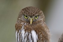 Northern pygmy owl in woodland, portrait. — Stock Photo