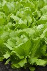 Romaine lettuce growing in vegetable garden, close-up — Stock Photo