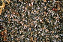 Honey bees on honeycomb, full frame — Stock Photo