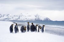 Pingouins royaux rôdant sur la plage enneigée de l'île de Géorgie du Sud, Antarctique — Photo de stock
