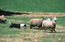 Border collie herding sheep in farmland British Columbia, Canada. — Stock Photo