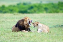 Лев і левиця на галявині в грі заповідника Масаї Мара, Кенія, Східна Африка — стокове фото