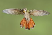 Close-up de rubi-topázio beija-flor pairando asas em voo . — Fotografia de Stock