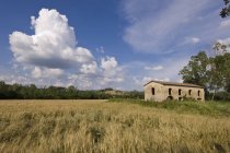 Пустой каменный фермерский дом и пшеница поданы в сельской местности Тосканы недалеко от Сиенны, Италия — стоковое фото
