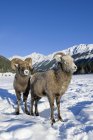Пара овец, стоящих на снегу в Национальном парке Джаспер, Альберта, Канада — стоковое фото