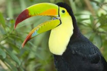 Keel-billed toucan in tropical forest of Yucatan Peninsula, Mexico — Stock Photo