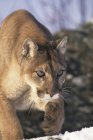 Cougar walking on rocky mountain slope in winter, close-up. — Stock Photo