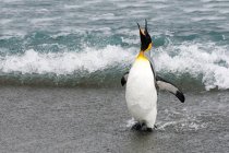 Re pinguino in piedi al mare, guardando in alto e gridando a Isola della Georgia del Sud, Antartide — Foto stock