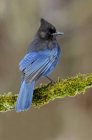 Gros plan de l'oiseau de geai Steller bleu perché sur une branche couverte de mousse . — Photo de stock