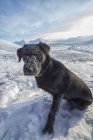 Hund sitzt im Schnee auf einem Hügel an der Demeter Highway, Yukon, Kanada — Stockfoto