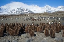 Königspinguin-Küken-Krippe auf der Insel Südgeorgien, Antarktis — Stockfoto