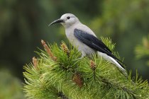 Clark nutcracker perched on conifer branch in forest — Stock Photo