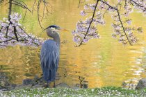 Grande pássaro de garça azul sob flores de árvore de cereja em pântano . — Fotografia de Stock