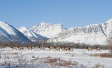 Herd of wild elks in wintry landscape of Waterton Lakes National Park,Alberta, Canada. — Stock Photo