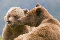 Pair of grizzly bears mating in nature, close-up. — Stock Photo