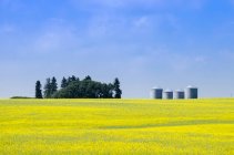 Campo de canola y contenedores de granos cerca de Airdrie, Alberta, Canadá - foto de stock