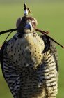 Vista frontal del halcón peregrino encapuchado cautivo al aire libre . - foto de stock