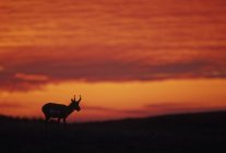 Silhouette antilope Pronghorn a Custer State Park, Dakota del Sud, Stati Uniti d'America
. — Foto stock
