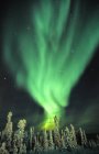 Aurora boreal é sobre topos de árvores cobertas de neve em Yukon, Canadá . — Fotografia de Stock