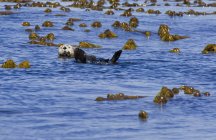 Морская выдра плавает на водных растениях в Гвай-Хаанас, Хайда-Гвай, Британская Колумбия, Канада — стоковое фото