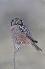 Northern hawk-owl perched on snowy branch in forest. — Stock Photo