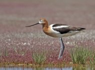 American avocet standing by pond in flowery meadow. — Stock Photo