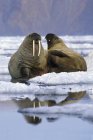 Атлантичний зльоту моржів, відпочиваючи в крижаній краєвид Олександра фіорд, Елсмір, канадської Арктики високий — стокове фото