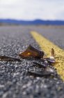 Frasco de vidrio roto en carretera de asfalto - foto de stock