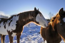 Cavalos no inverno no campo na região do Cariboo, Colúmbia Britânica, Canadá , — Fotografia de Stock