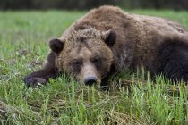 Grizzly bear resting on green meadow grass. — Stock Photo