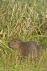 Capybara de pie en la hierba costera de Laguna Negra, Rocha, Uruguay, América del Sur - foto de stock