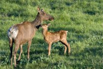 Female elk with calf on pasture of Jasper National Park, Canadian Rocky Mountains, Alberta, Canada — Stock Photo