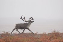 Caribou touro estéril correndo em prado outonal no Ártico do Canadá — Fotografia de Stock