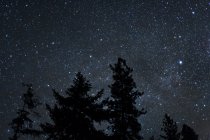 Peaks of trees on night sky starry background — Stock Photo