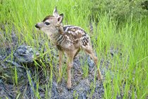Newborn mule deer fawn in green grass — Stock Photo