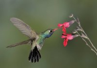 Colibri à bec large planant à côté des fleurs et se nourrissant sous les tropiques . — Photo de stock