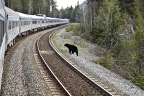 Черный медведь стоит рядом с железнодорожными путями и движущимся поездом в Британской Колумбии, Канада — стоковое фото