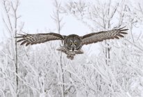 Great gray owl in flight in snowy forest. — Stock Photo