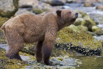 Grizzly bear drinking from river flowing into fjord. — Stock Photo