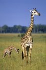 Giraffe with calf in grassland of Masai Mara Reserve, Kenya, East Africa — Stock Photo