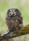 Boreal owl chick perched on mossy log in forest. — Stock Photo