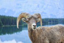 Большая овца, стоящая перед озером в Банфском национальном парке, Альберта, Канада — стоковое фото