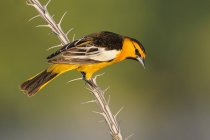 Bullocks oriole bird perched on dry branch, close-up — Stock Photo