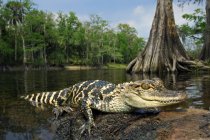 Cocodrilo juvenil americano en la orilla rocosa del río en el centro de Florida, EE.UU. . - foto de stock