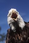 Bald eagle calling with beak open outdoors, front view. — Stock Photo