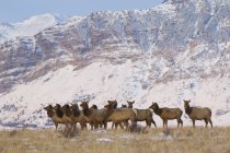 Herd of elks moving in wintry Waterton Lakes National Park, Alberta, Canada. — Stock Photo